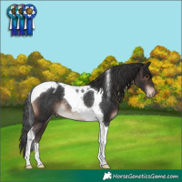 Horse Color:Brown Tobiano Varnish Rabicano