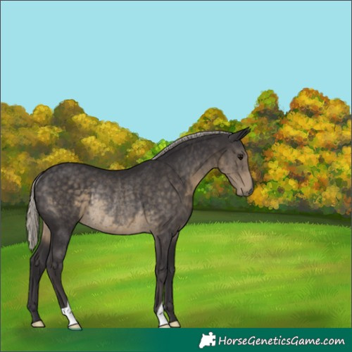Horse Color:Silver Smoky Black Rabicano 