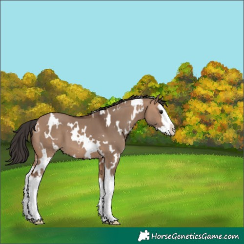 Horse Color:White Spotted Bay Dun Splash 