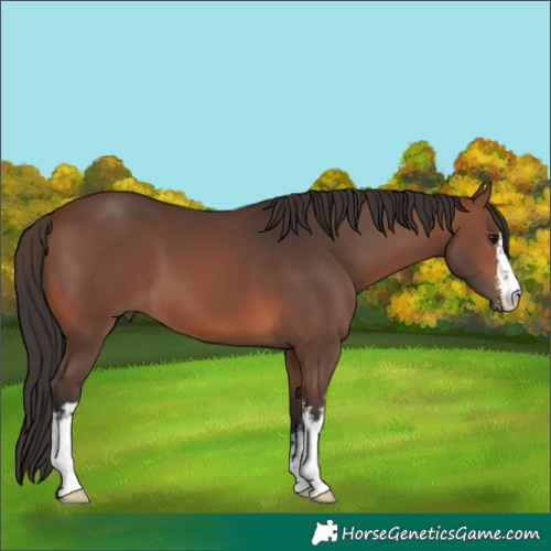Horse Color:White Spotted Brown