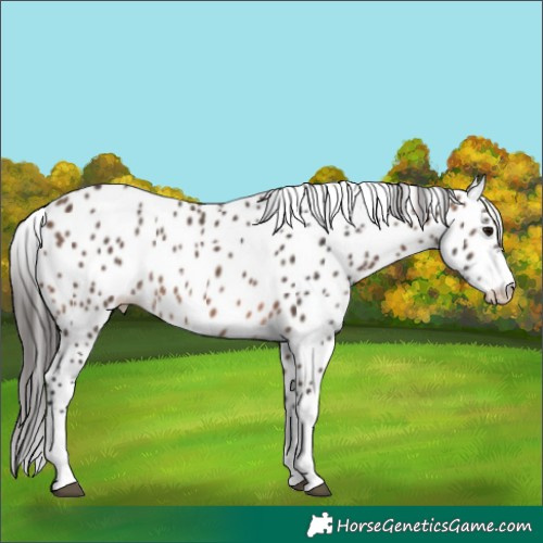 Horse Color:White Spotted Brown Appaloosa 