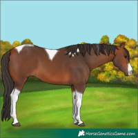 Horse Color:White Spotted Bay Tobiano