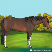 Horse Color:White Spotted Brown