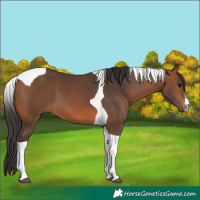 Horse Color:White Spotted Bay Tobiano 