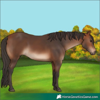Horse Color:White Spotted Bay