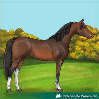 Horse Color:White Spotted Bay 