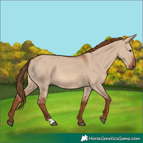Horse Color:Red Dun Rabicano 