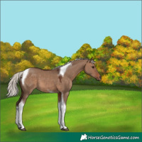 Horse Color:Silver Brown Dun Tobiano