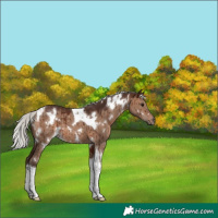 Horse Color:White Spotted Silver Brown Dun Tobiano Brindle 