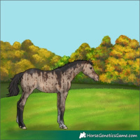 Horse Color:Brown Dun Tobiano Appaloosa Brindle 