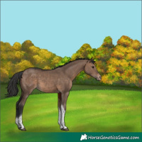 Horse Color:Brown Dun Tobiano Varnish