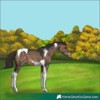 Horse Color:Brown Dun Tobiano Appaloosa Brindle