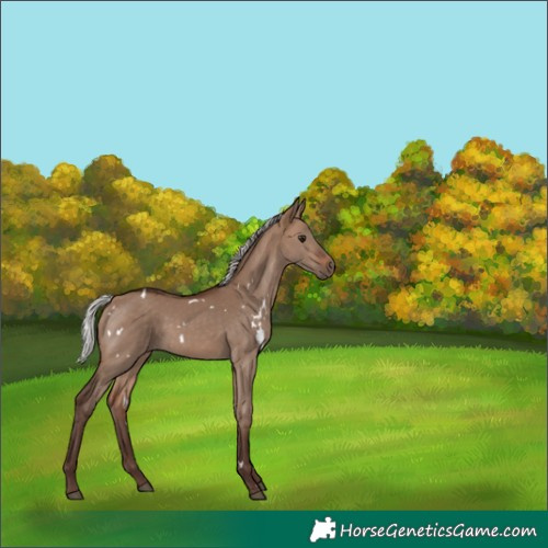 Horse Color:White Spotted Silver Brown Dun Rabicano