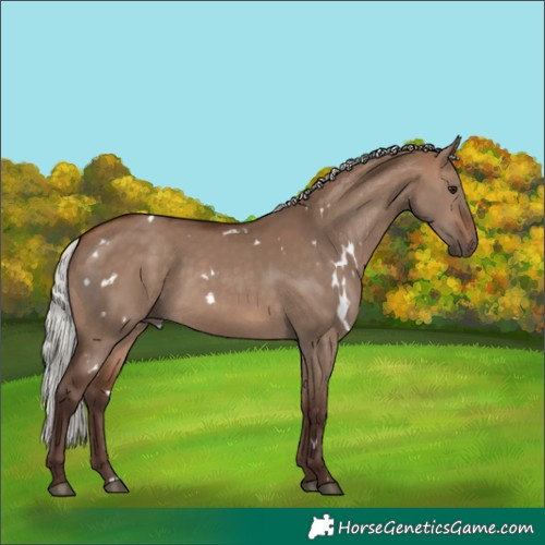 Horse Color:White Spotted Silver Brown Dun Rabicano