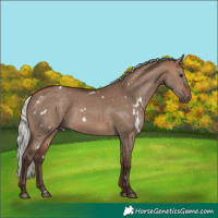 Horse Color:White Spotted Silver Brown Dun Rabicano 