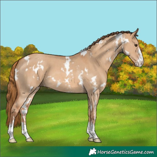 Horse Color:White Spotted Red Dun Sabino 