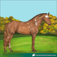 Horse Color:White Spotted Chestnut 