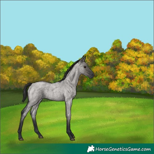 Horse Color:Grullo Roan 