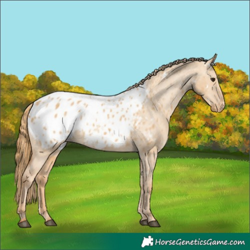 Horse Color:White Spotted Red Dun Appaloosa