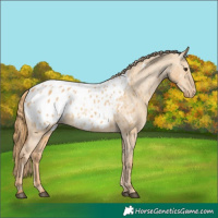 Horse Color:White Spotted Red Dun Appaloosa