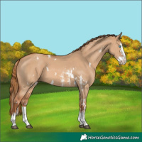 Horse Color:White Spotted Red Dun Sabino Splash