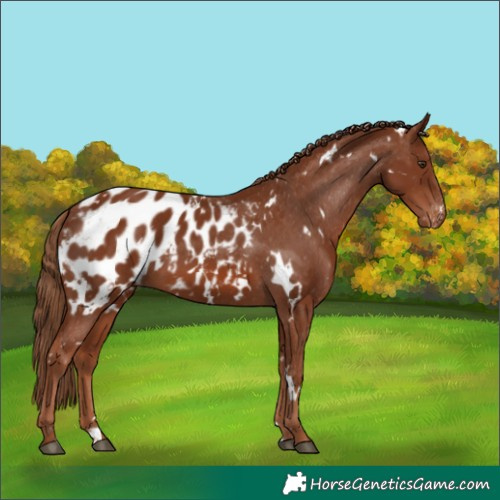 Horse Color:White Spotted Chestnut Appaloosa