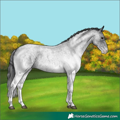 Horse Color:White Spotted Blue Roan