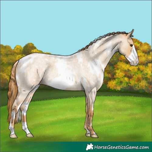 Horse Color:White Spotted Red Dun Roan Frame 