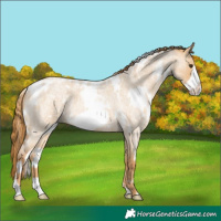 Horse Color:White Spotted Red Dun Roan Frame 