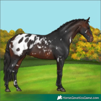 Horse Color:White Spotted Brown Appaloosa Rabicano 