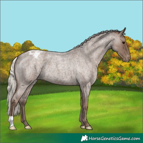 Horse Color:Silver Blue Roan Appaloosa