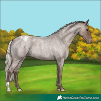 Horse Color:Silver Blue Roan Appaloosa 