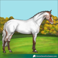 Horse Color:Silver Bay Roan Frame Near Fewspot
