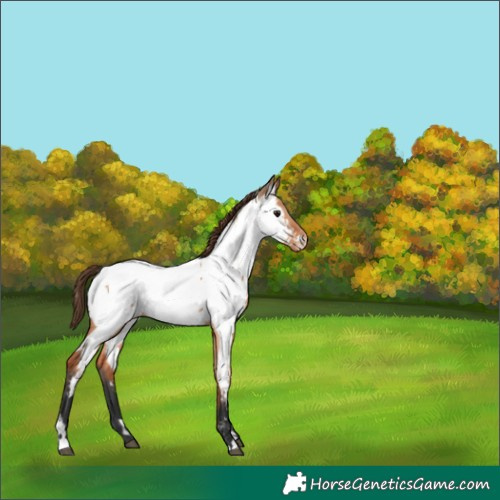 Horse Color:White Spotted Bay Dun Appaloosa