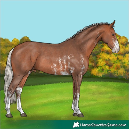 Horse Color:Silver Brown Sabino Appaloosa Rabicano 