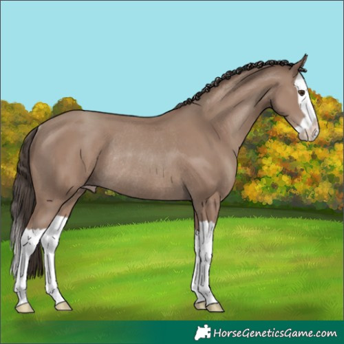Horse Color:Classic Champagne Splash Rabicano 