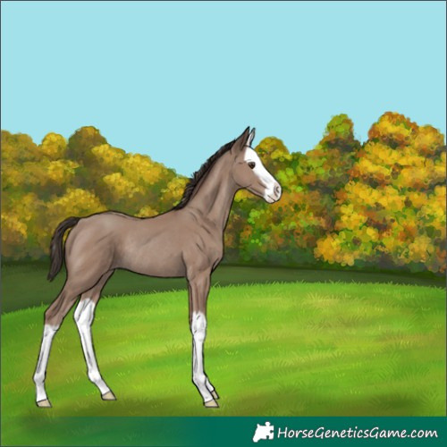 Horse Color:Classic Champagne Splash Rabicano