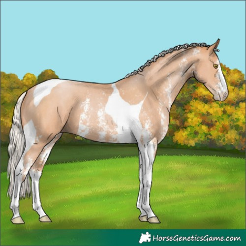 Horse Color:Silver Bay Pearl Sabino Tobiano 