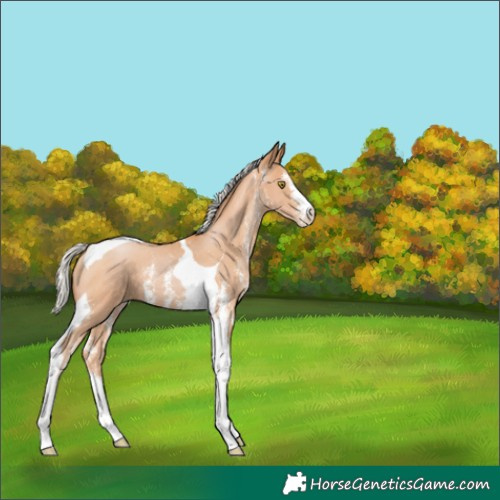 Horse Color:Silver Bay Pearl Sabino Tobiano 