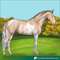 Horse Color:Silver Bay Pearl Sabino Tobiano