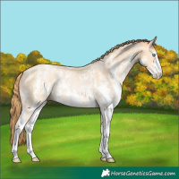 Horse Color:Buckskin Pearl Sabino Rabicano 