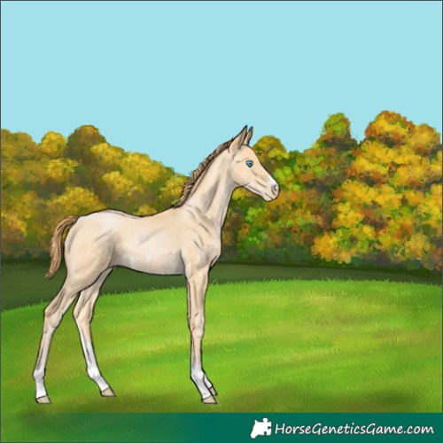 Horse Color:Buckskin Pearl Sabino Rabicano 