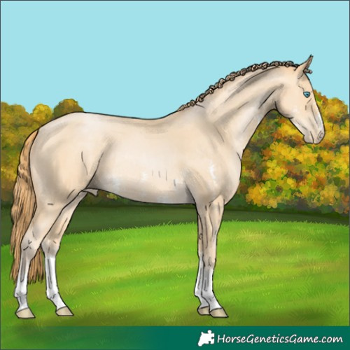 Horse Color:Buckskin Pearl Sabino Rabicano 
