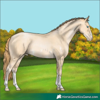 Horse Color:Buckskin Pearl Sabino Rabicano