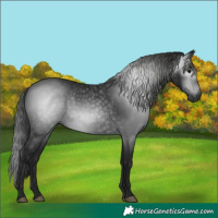 Horse Color:Gray Black