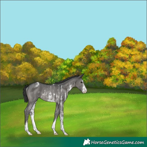 Horse Color:Black Sabino Appaloosa Rabicano