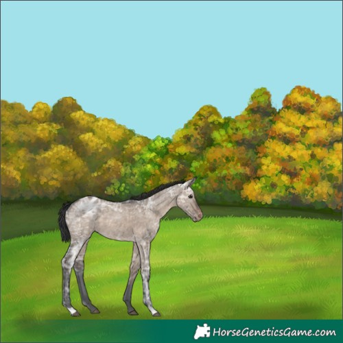 Horse Color:Brown Ice Dun Appaloosa