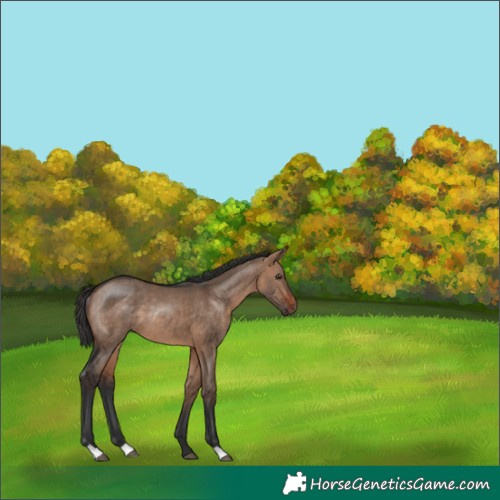 Horse Color:Bay Dun Rabicano