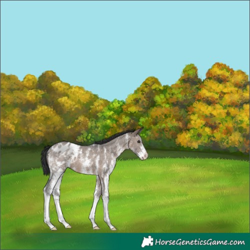 Horse Color:Brown Dun Sabino Appaloosa 