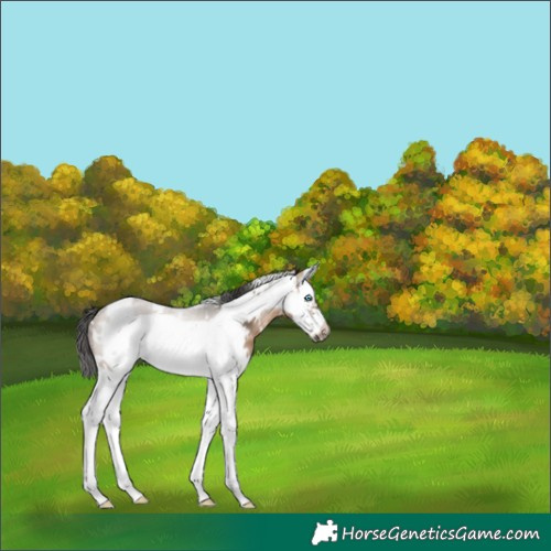 Horse Color:White Spotted Brown Dun Sabino Splash Frame